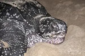 Leatherback Turtle (Dermochelys coriacea) adult female, close-up of head, digging hole