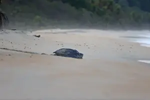 Leatherback Turtle (Dermochelys coriacea) adult female, returning to sea after laying eggs in sand on beach at dawn