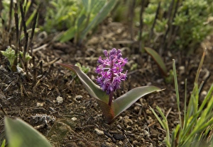 South Africa Prints: Ledebouria (Ledebouria ovatifolia) flowering