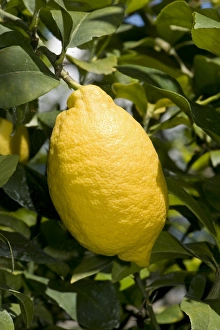 Lemon, Citrus limon, ripe fruit on tree, Sorrento, Bay of Naples, Campania, Italy, May