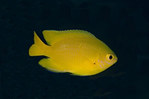 Lemon Damsel (Pomacentrus moluccensis) adult, swimming, Lembeh Straits, Sulawesi, Sunda Islands, Indonesia, January