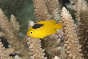 Yellow Prints: Lemon Damsel (Pomacentrus moluccensis) adult