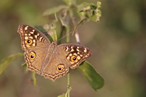 Pansies Prints: Lemon Pansy (Junonia lemonias) adult, resting on leaves, India, november