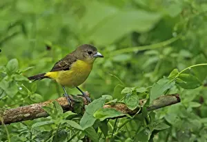 Lemon-rumped Tanager (Ramphocelus icteronotus) adult female, perched on branch during rainfall, Chagres River, Panama