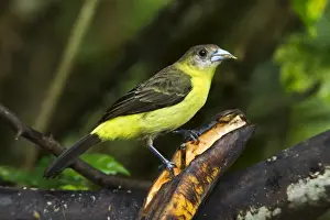 Equatorial Prints: Lemon-rumped Tanager (Ramphocelus icteronotus) adult female, feeding on banana