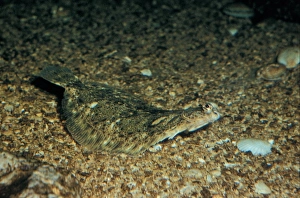 Lemon Sole (Microstomus kitt) Well camouflaged against shingle