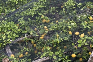 Steep Prints: Lemon trees with fruit under shade netting to prevent sunburn