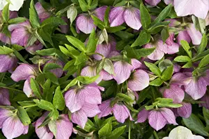 Lenten Hellebore (Helleborus orientalis) flowering, in garden, Essex, England, march