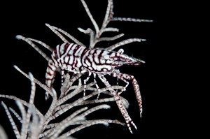 Decapoda Prints: Leopard Crinoid Shrimp (Laomenes pardus) adult