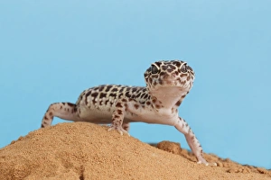 Leopard Gecko (Eublepharis macularius) adult, standing on sand (captive)