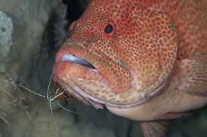 Seraya Prints: Leopard Grouper (Cephalopholis leopardus) adult