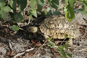 Tortoise Prints: Leopard or Mountain Tortoise a very common species in southern Africa