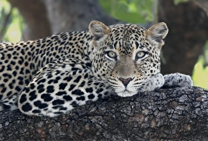 Kenyan Prints: Leopard (Panthera pardus) adult, laying on branch, Samburu, Kenya