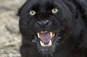 Leopard (Panthera pardus) black panther, adult, snarling, close-up of head, captive