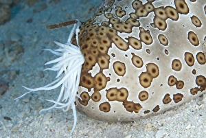Defence Prints: Leopard Sea Cucumber (Bohadschia argus) adult