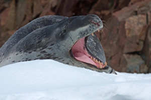 Teeth Prints: Leopard Seal (Hydrurga leptonyx) adult