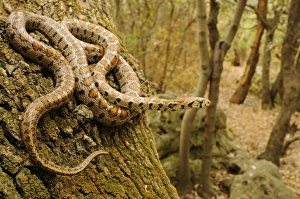 Croatia Prints: Leopard Snake (Zamenis situla) adult, on tree trunk in woodland habitat, Croatia, april