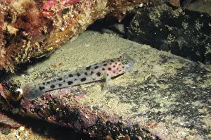 Gobies Prints: Leopard-spotted Goby (Thorogobius ephippiatus) adult