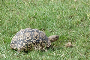 Tortoises Prints: Leopard Tortoise (Geochelone pardalis) adult, walking in grass, Okavango Delta, Botswana