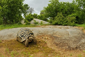 Tortoises Prints: Leopard Tortoise (Stigmochelys pardalis) adult
