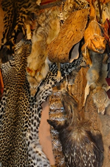 Products Prints: Leopard, wolf, porcupine and snake skins for sale in market, Marrakesh, Morocco, january