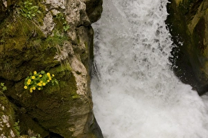Karst Prints: Leopard's Bane (Doronicum columnae) flowering