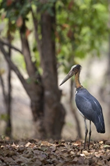 Stork Prints: Lesser Adjutant (Leptoptilos javanicus) adult