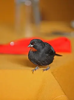 Lesser Antillean Bullfinch (Loxigilla noctis sclateri) adult male, visiting breakfast table, Fond Doux Plantation, St