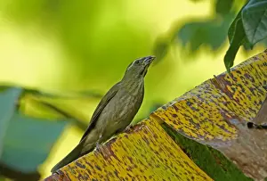 Lesser Antillean Saltator (Saltator albicollis albicollis) adult, perched on leaf, Praslin, St