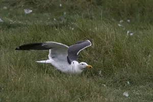 Seabird Prints: Lesser Black backed Gull on Havergate Island, Suffolk