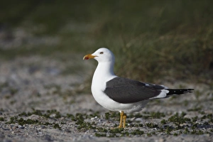 Lesser Black-backed Gull (Larus fuscus) adult, summer plumage, standing on beach, Heligoland, Schleswig-Holstein, Germany, may