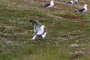 Seabird Prints: Lesser Black backed Gulls mating on Havergate Island, Suffolk