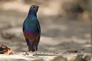 Starling Prints: Lesser Blue-eared Glossy-starling (Lamprotornis chloropterus) adult