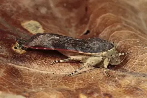Under Wing Prints: Lesser Broad-bordered Yellow Underwing (Noctua janthina) adult