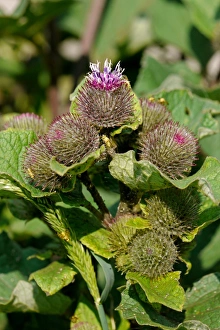 Burdock Prints: Lesser Burdock (Arctium minus) flowering, Warren Hill, West Sussex, England, july