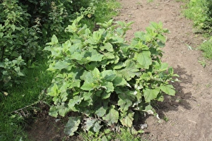 Thornham Magna Prints: Lesser Burdock (Arctium minus) leaves