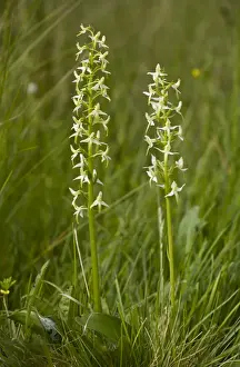 Northumberland Prints: Lesser Butterfly Orchid (Platanthera bifolia) two flowerspikes