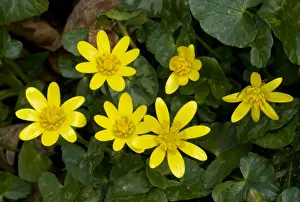 Lesser Celandine (Ranunculus ficaria) close-up of flowers, Dorset, England, march