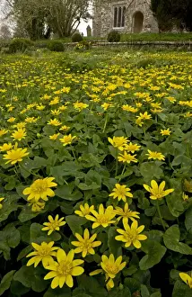 Grave Yard Prints: Lesser Celandine (Ranunculus ficaria) flowering mass