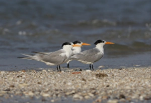 Terns Prints: Lesser Crested Tern (Sterna bengalensis) three adults