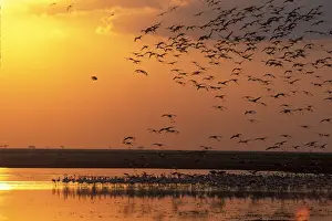 Lesser Flamingo (Phoeniconaias minor) At sunset - Kenya