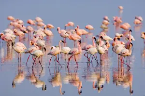 Lesser Flamingo (Phoenicopterus minor) adults and immatures, flock in water, Lake Nakuru, Great Rift Valley, Kenya