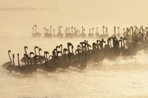 Lesser Flamingo (Phoenicopterus minor) flock, silhouetted in lake at sunrise, Lake Nakuru, Great Rift Valley, Kenya