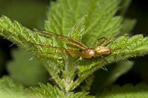 Stinging Prints: Lesser Garden Spider (Metellina segmentata) adult