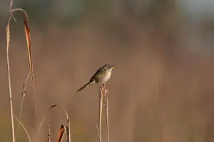 Thraupidae Prints: Lesser Grass-finch (Emberizoides ypiranganus) adult