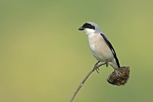Sun Flower Prints: Lesser Grey Shrike (Lanius minor) adult