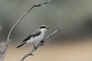 Aegean Prints: Lesser Grey Shrike (Lanius minor) immature