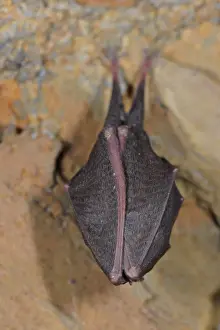Lesser Horseshoe Bat (Rhinolophus hipposideros) adult, sleeping, roosting in cave, Italy, spring