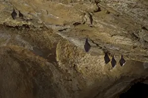 Cave Prints: Lesser Horseshoe Bat (Rhinolophus hipposideros) five adults