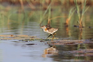 Jacanas Prints: Lesser Jacana (Microparra capensis) adult